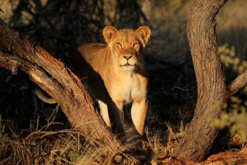 Afbeeldingen van Lioness in natural habitat