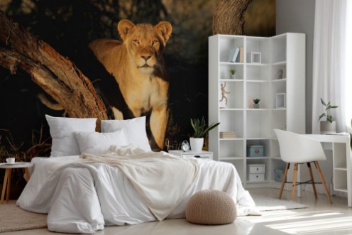 Afbeeldingen van Lioness in natural habitat