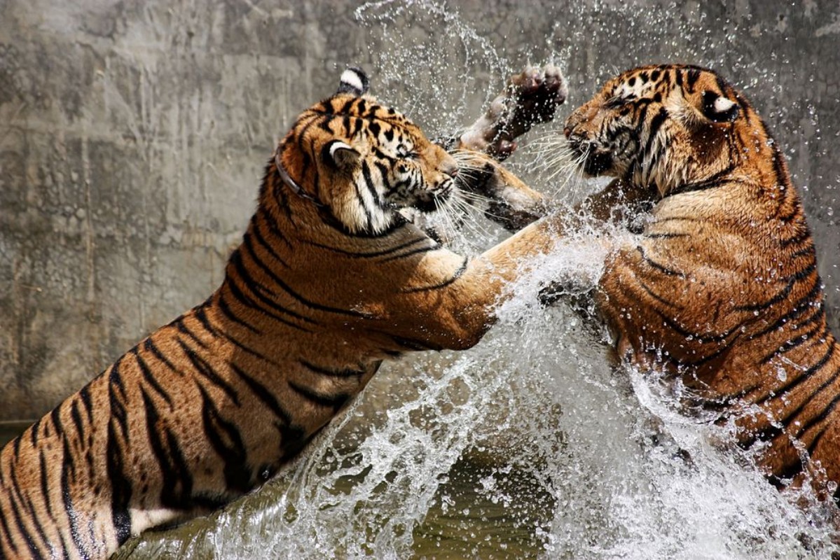 Image de Tiger Battle