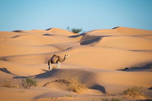 Afbeeldingen van Dromadaire dans les dunes du Sahara - Tunisie