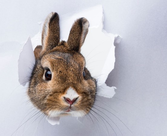 Image de Little rabbit looks through a hole in paper