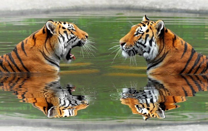 Afbeeldingen van Siberian Tigers in water