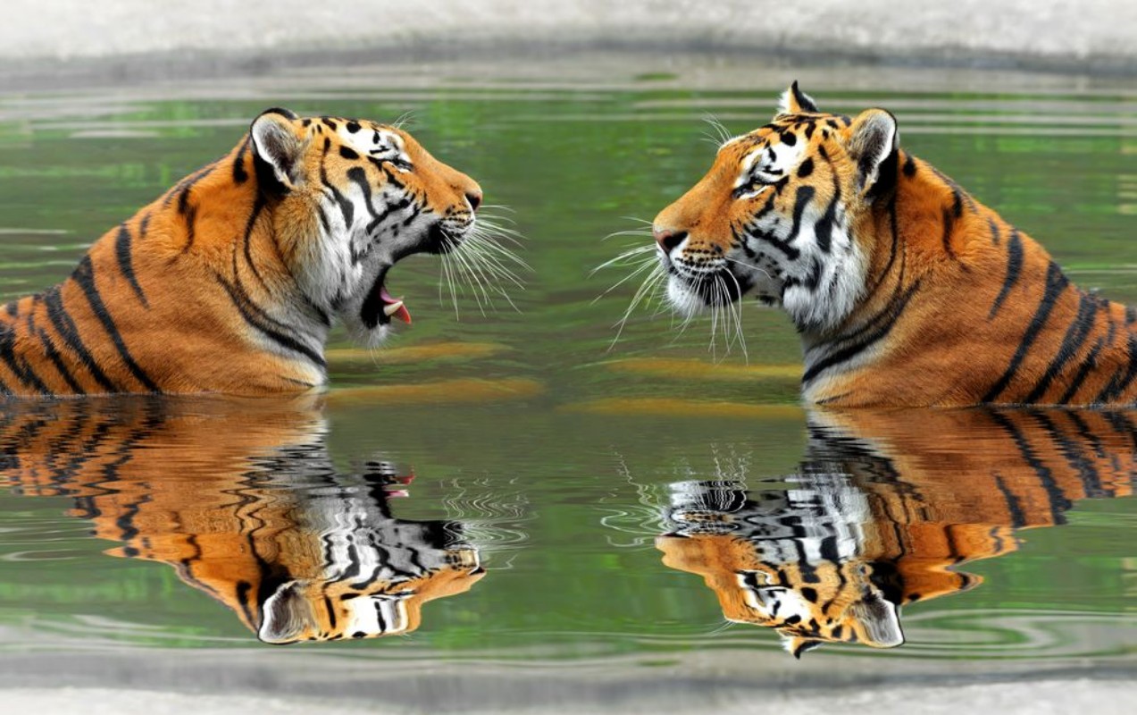 Afbeeldingen van Siberian Tigers in water