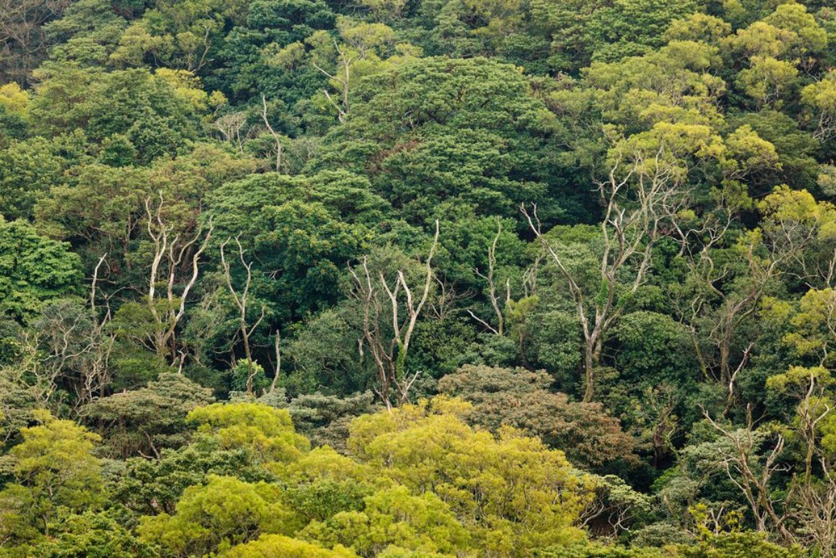 Afbeeldingen van Aerial view of rainforest canopy