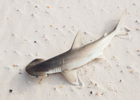 Picture of The bonnethead shark or shovelhead Sphyrna tiburo lying on the