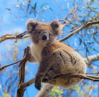 Afbeeldingen van Koala in Great Ocean Road Victoria Australia