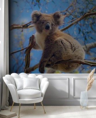 Afbeeldingen van Koala in Great Ocean Road Victoria Australia
