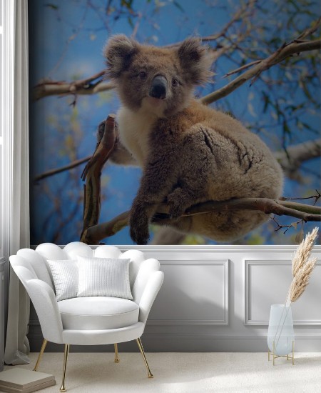 Picture of Koala in Great Ocean Road Victoria Australia