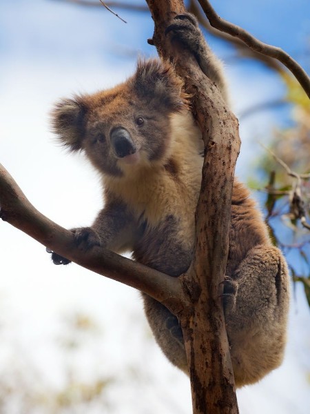Bild på Koala in Great Ocean Road Victoria Australia