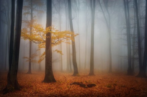 Afbeeldingen van Mystic tree in the foggy forest