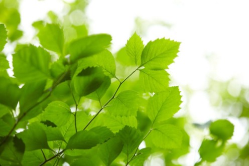Afbeeldingen van Green leaves