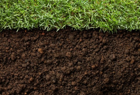 Picture of Grass and dirt