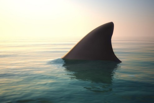 Bild på Shark fin above ocean water