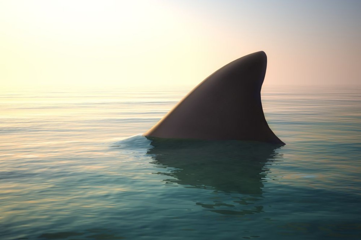 Afbeeldingen van Shark fin above ocean water