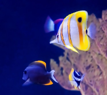 Image de Copperband Butterfly Fish