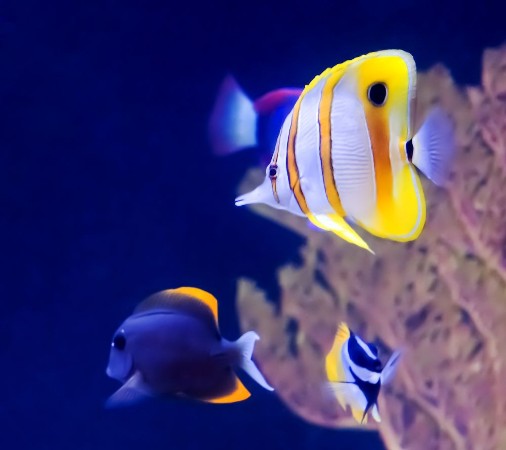 Picture of Copperband Butterfly Fish
