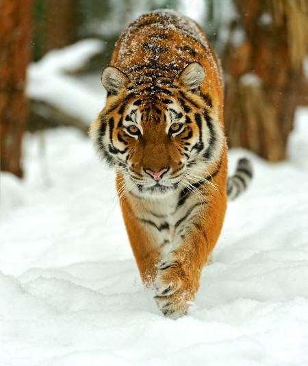 Afbeeldingen van Portrait of a Siberian tiger