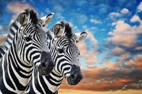 Image de Zebras in the wild