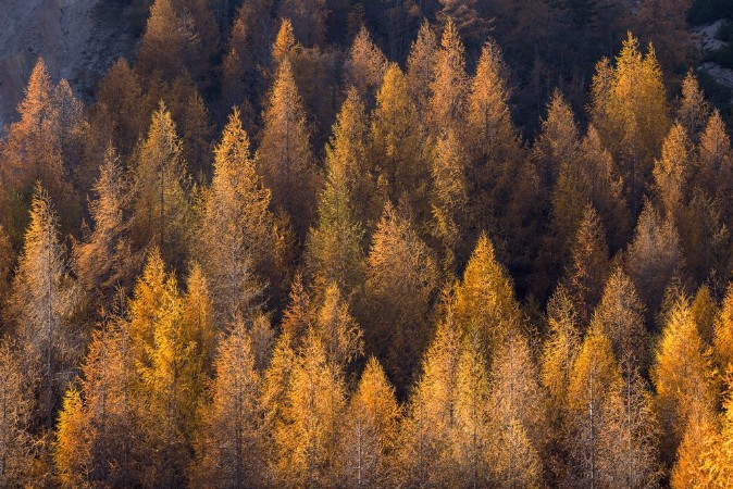 Picture of European Larix in fall colors