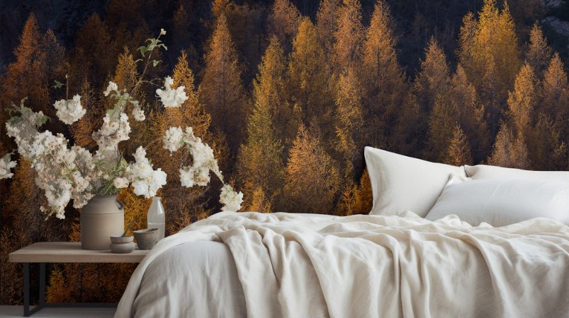 Image de European Larix in fall colors