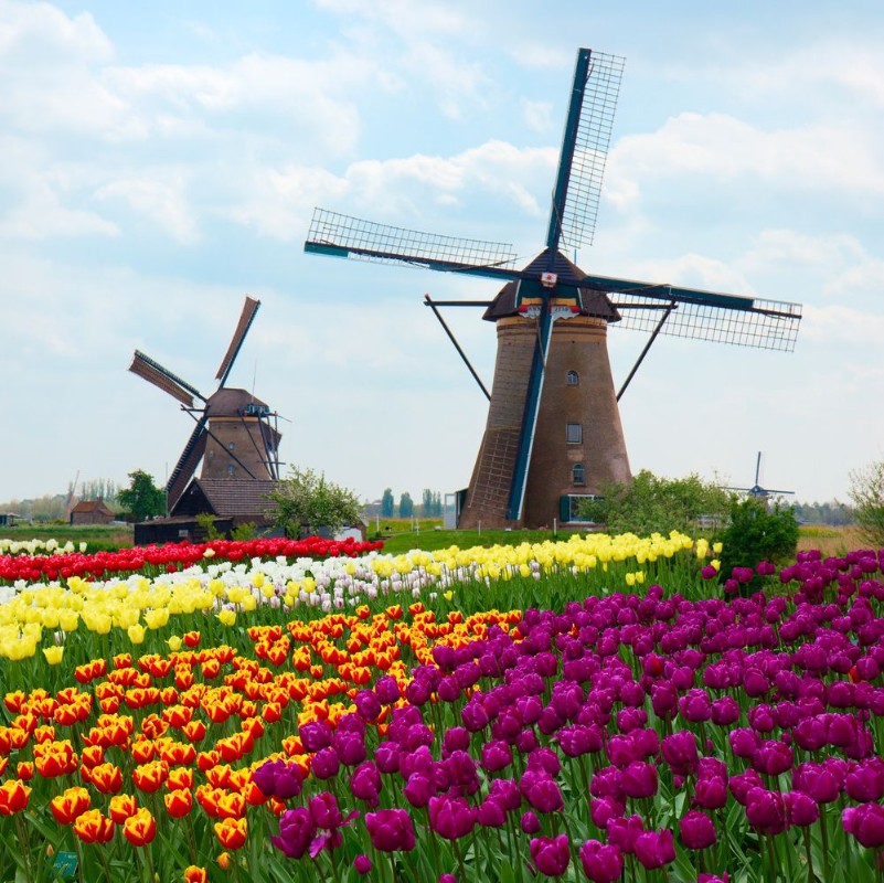 Afbeeldingen van Two dutch windmills over  tulips field