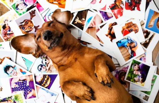 Picture of Cute dog among the photos