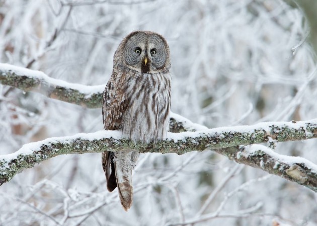 Image de Great Grey Owl Strix nebulosa perched in a tree