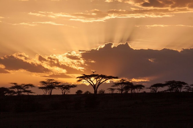 Picture of African sunset with acacia and bird
