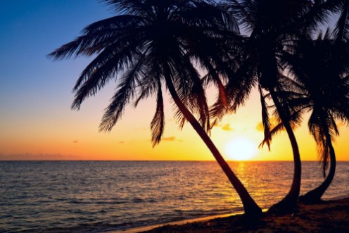 Bild på Tropic sunrise through the coconut palms