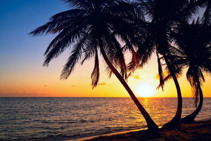 Picture of Tropic sunrise through the coconut palms