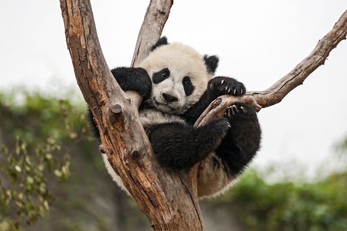 Afbeeldingen van Giant Baby Panda Hanging on a Tree
