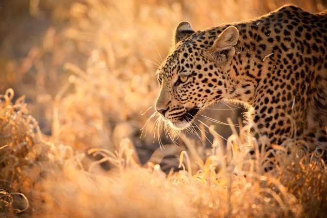 Bild på Leopard Walking at Sunset