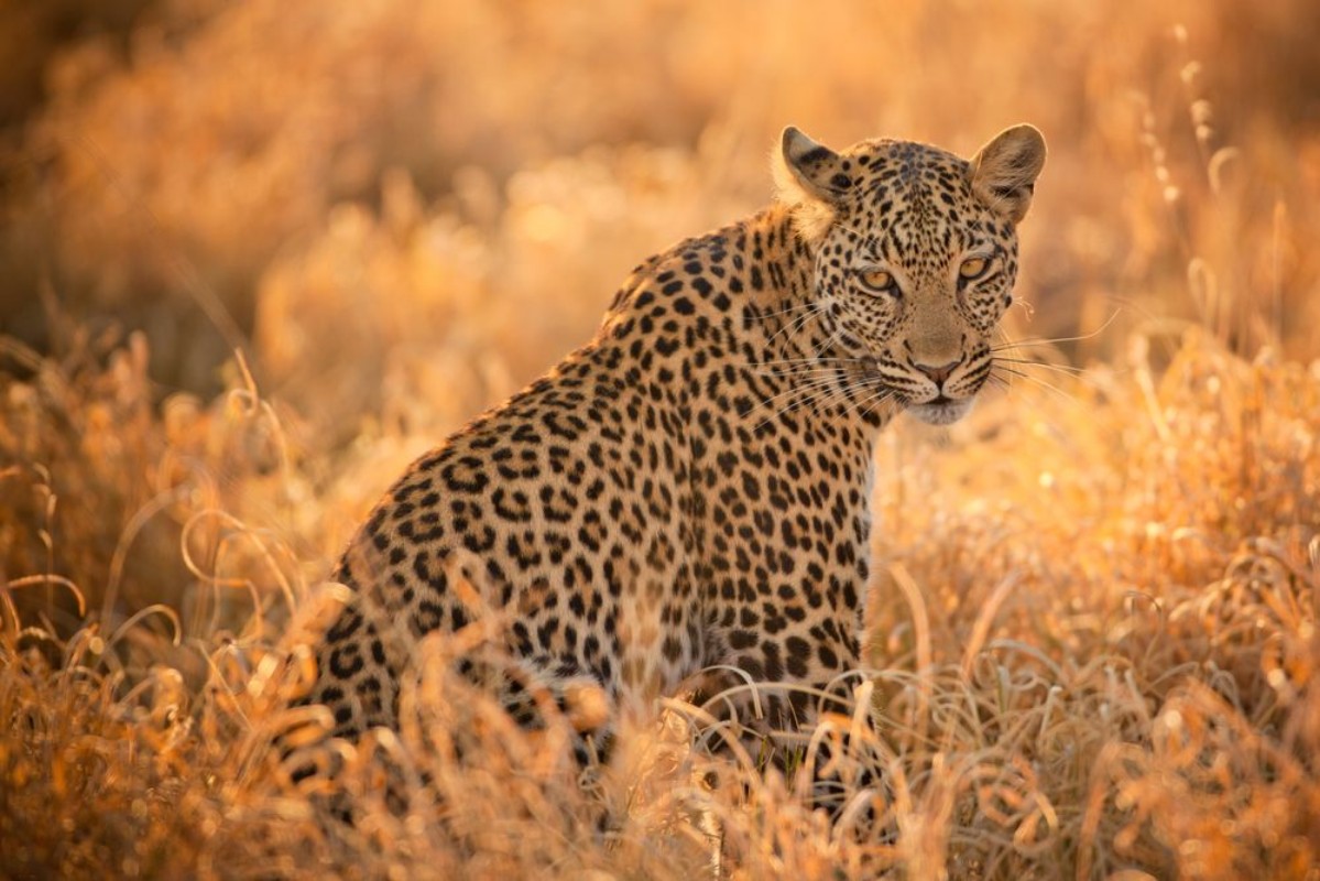 Afbeeldingen van Leopard at Sunset