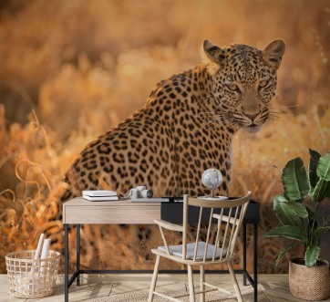 Bild på Leopard at Sunset