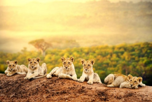 Afbeeldingen van Lion cubs waiting together
