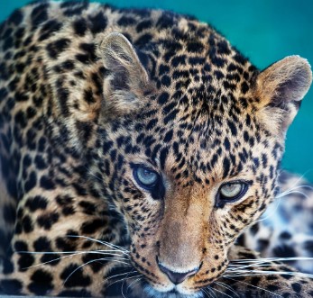 Picture of Leopard