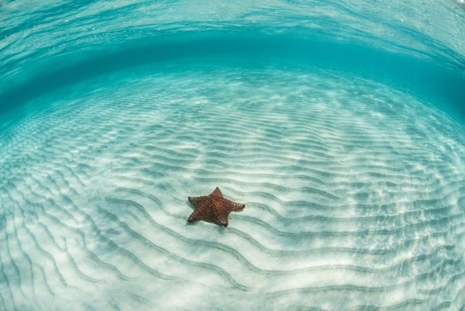 Picture of Caribbean seastar and sand