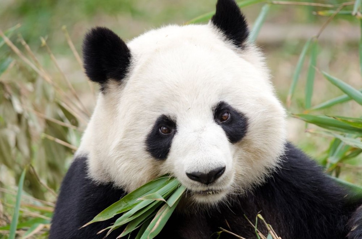 Afbeeldingen van Giant Panda eating bamboo Chengdu China