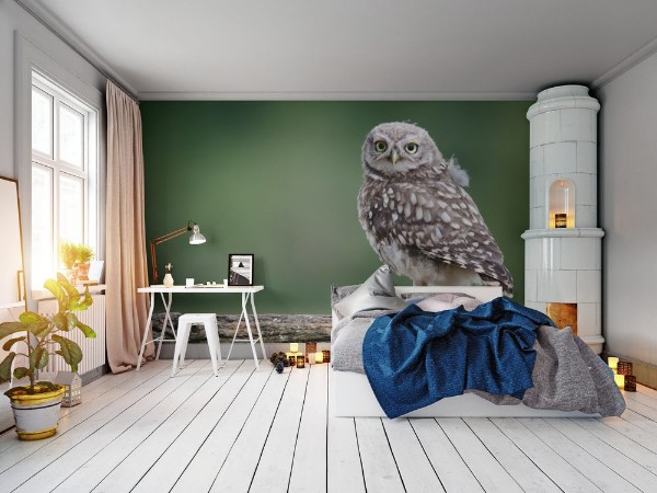 Picture of UK Wild Llittle Owl