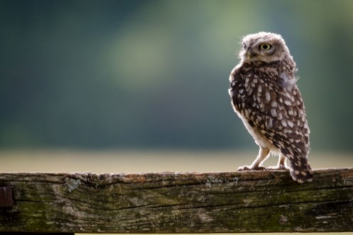 Afbeeldingen van A UK wild Little Owl