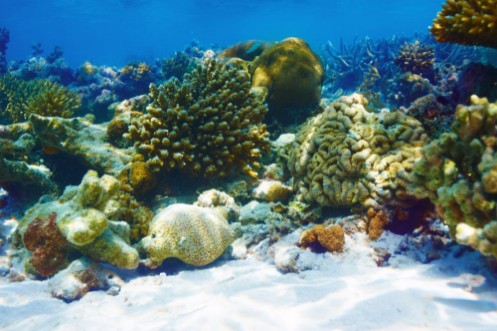 Afbeeldingen van Coral reef at Maldives