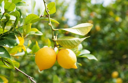 Afbeeldingen van Lemons in orchard
