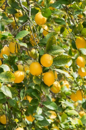 Picture of Branches of ripe lemons with buds