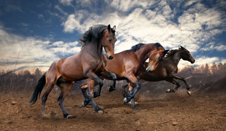 Picture of Wild jump bay horses