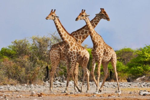 Afbeeldingen van Three giraffes walking in Etosha National Park