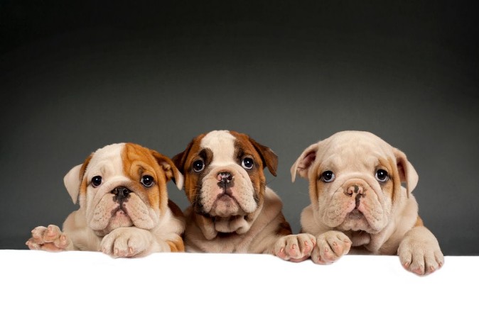 Afbeeldingen van English bulldog puppies