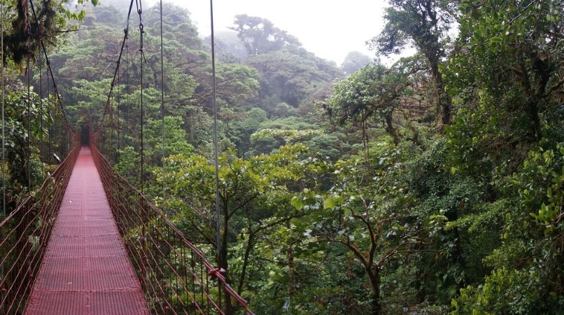 Afbeeldingen van Suspended Bridge at Monteverde