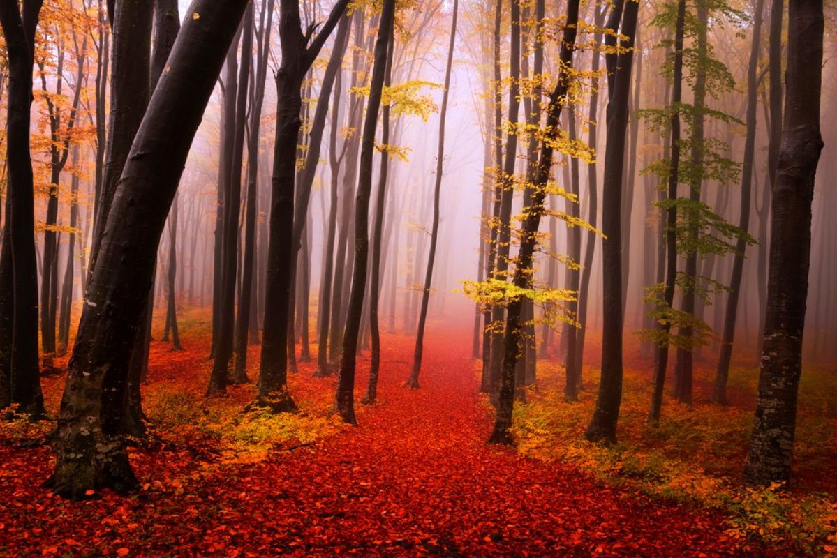 Afbeeldingen van Mysterious foggy forest with a fairytale look