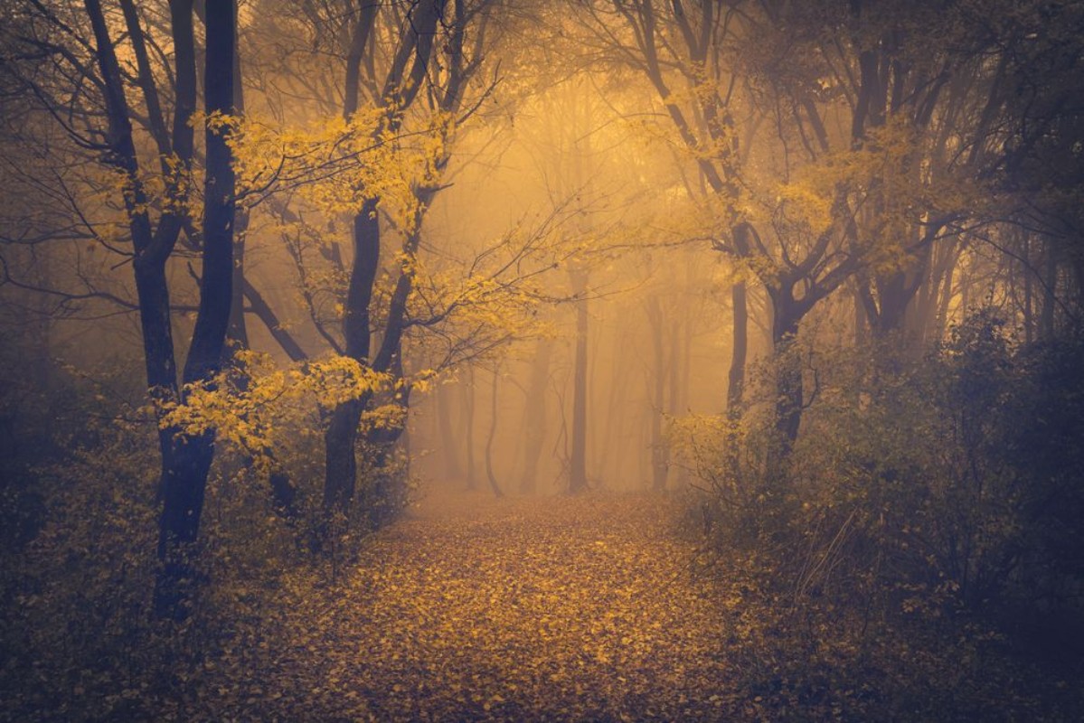 Afbeeldingen van Mysterious foggy forest with a fairytale look