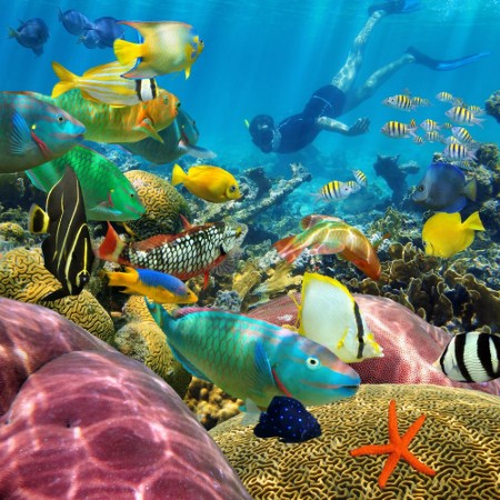 Bild på Man underwater coral reef and tropical fish